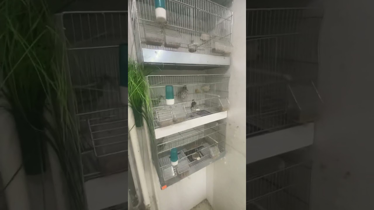 Chardonneret Parva Mutation Préparation à la Reproduction 2023