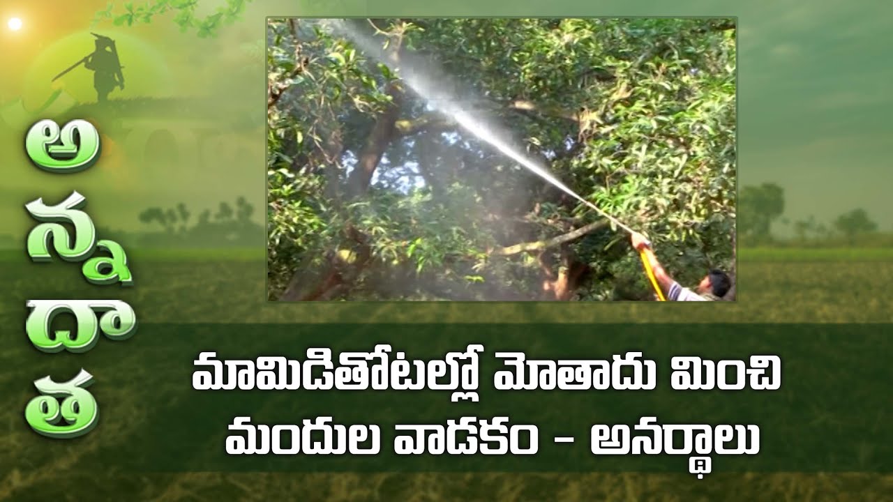 Heavy pesticide usage in mango | ETV