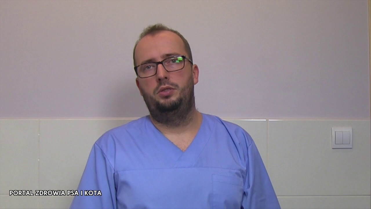 Ile może przebiec pies? Bieganie z psem.  Adam Wróbel - zoofizjoterapeuta
