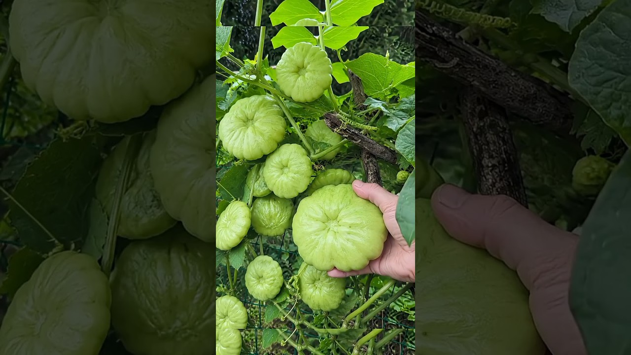 I am very happy with this harvest. #shorts #harvest #farming #garden