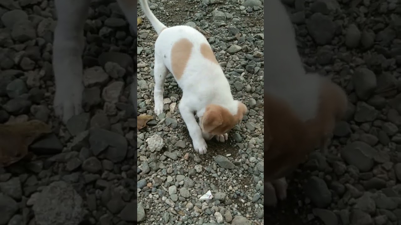asong pinoy #aspin #dog #youtubeshorts