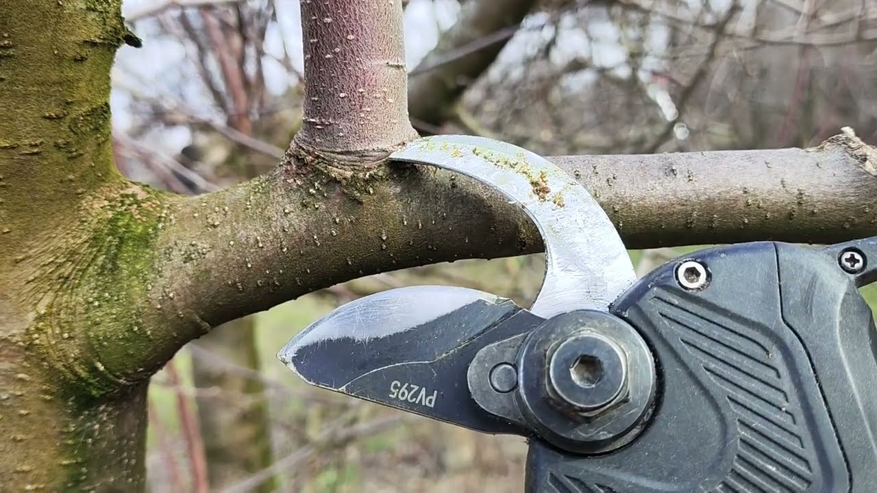 4 Tipuri de tăieri care se fac la pomii fructiferi ✅🍐🍎🍏✂️