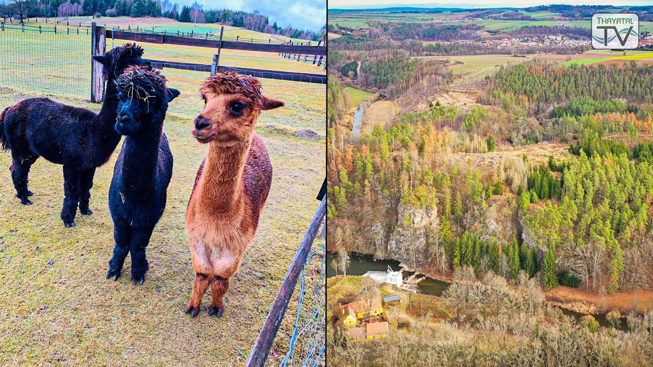 Thayatal.TV Jänner 2020: Alpakas im Waldviertel + frühmittelalterliche Burg Sand