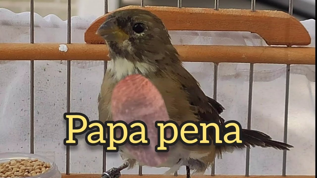 COLEIRO COMENDO PENA!!! TEM SOLUÇÃO???
