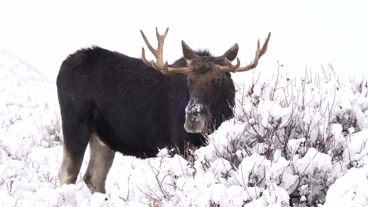 Moose In Tetons