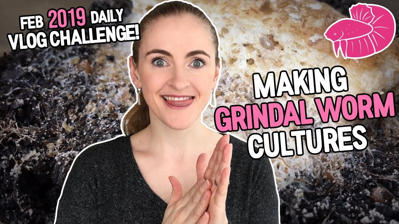 Grindal Worm Culture - Preventing MITES!