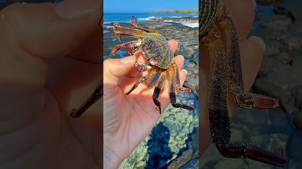 Мягкий экзоскелет краба!😳