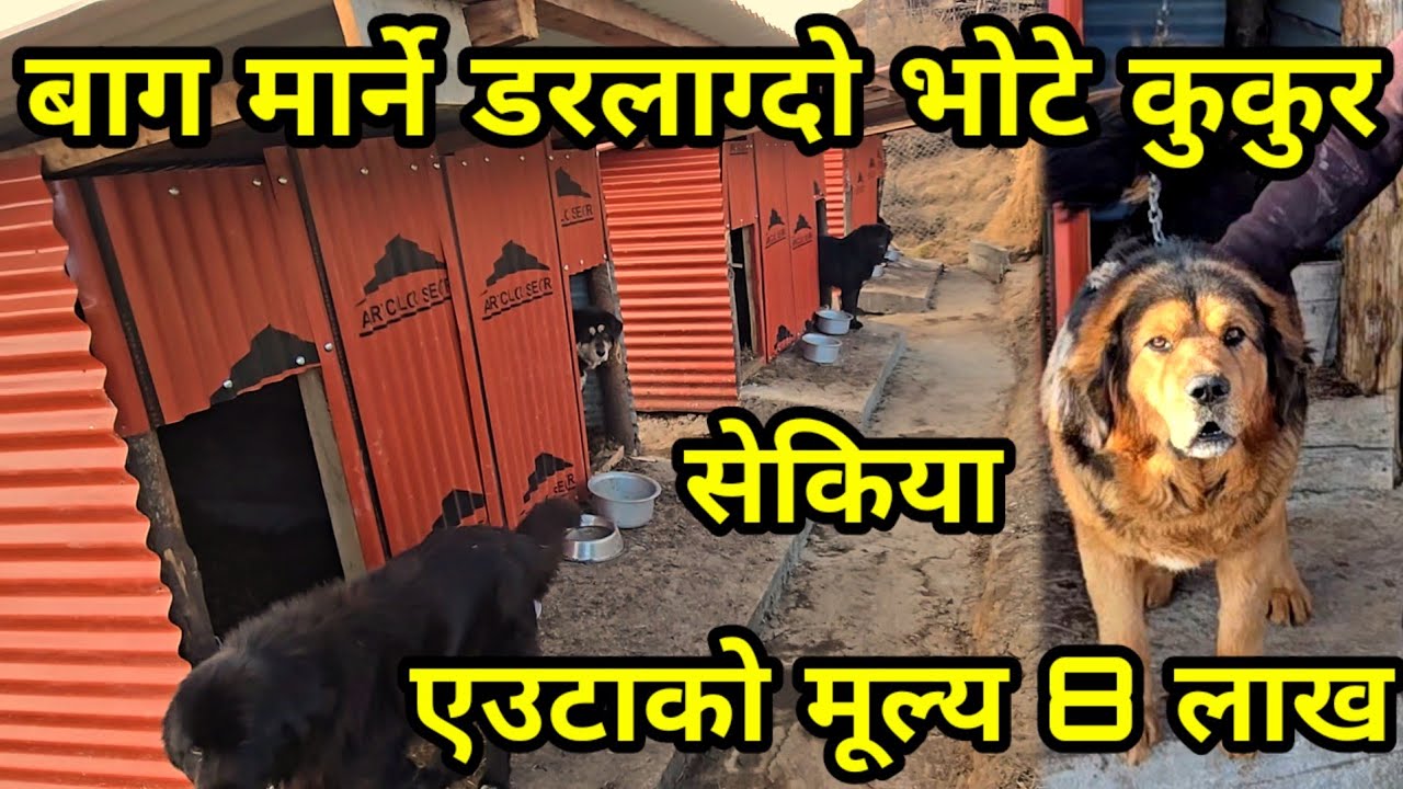 बाघ मा र्ने भोटे कुकुर,एउटै कुकुरको मूल्य आठ लाख, नेपालकै ठुलो भोटे कुकुर सेकिया Dog farming
