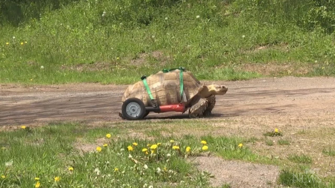 Moncton tortoise ready to roll with custom wheelchair
