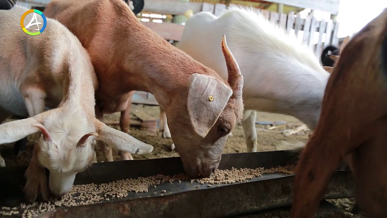 IGUAVIE - Filière ovine - CABRICOOP
