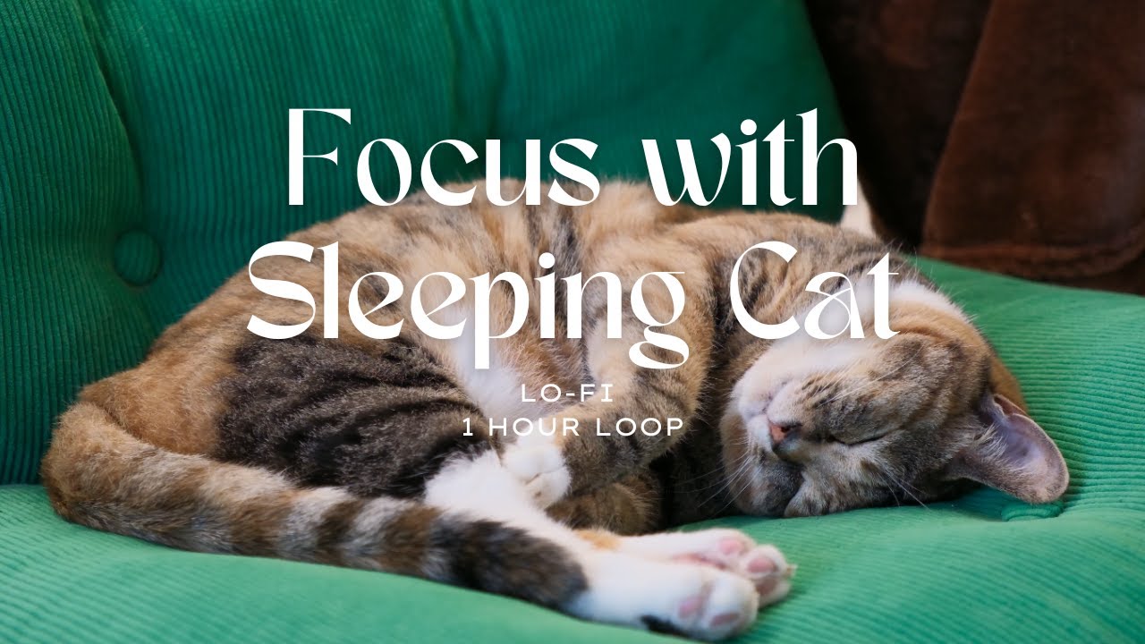 Peaceful Study Session with Sleeping Cat | 1 Hour Loop | Lo-fi beat