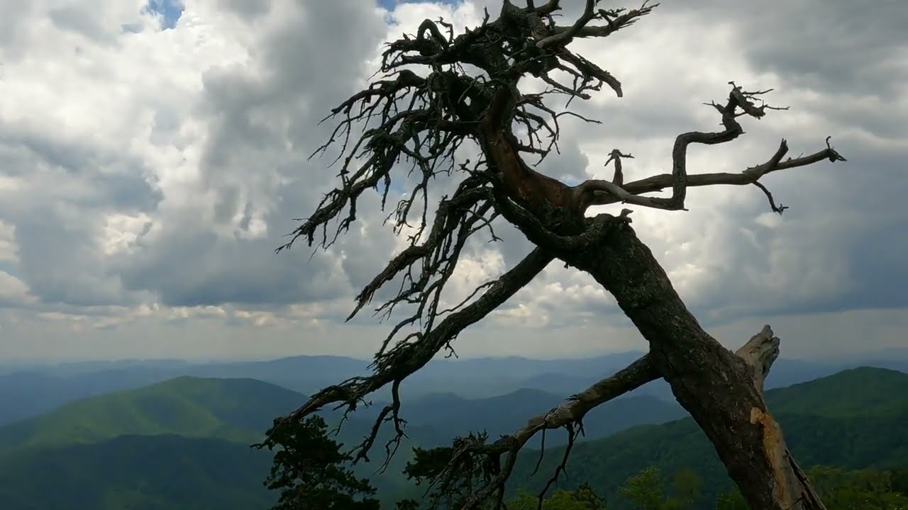 Drive To Top of Mt  Mitchell State Park NC