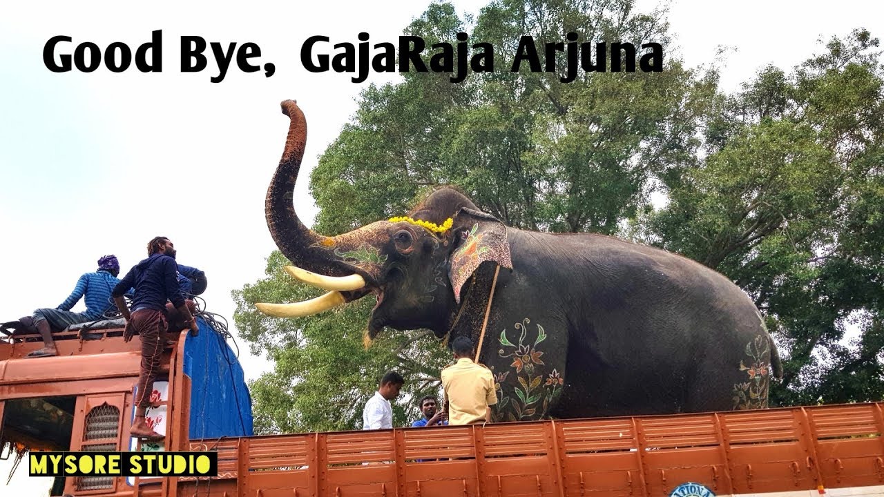 Ambari Elephant Arjuna final day in Mysore Palace before return to forest camp(10 October, 2019)