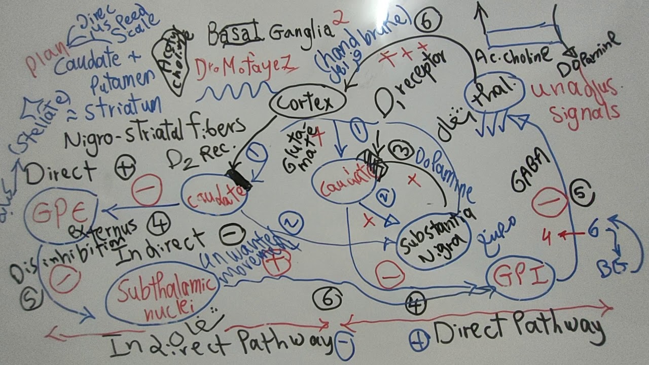 #Motor_CNS_Dr_Mohamed_Fayez Basal Ganglia Part 2