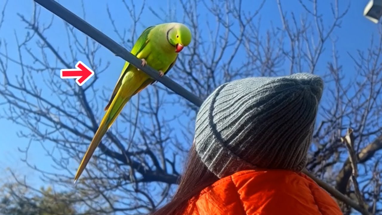 ためしに餌台に○○したら、鳥達といきなり仲良くなった