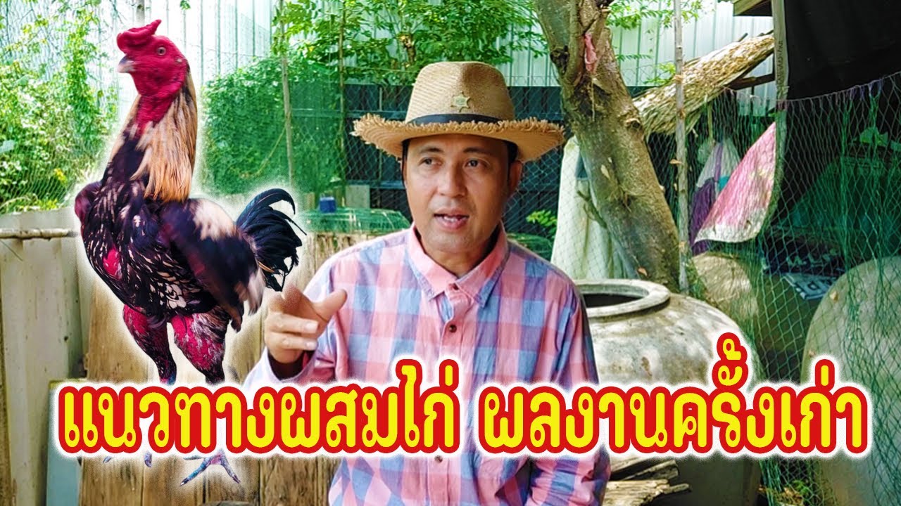 แนวทางผสมไก่ สายพันธุ์ที่แบ่งเริ่มมีผลงาน