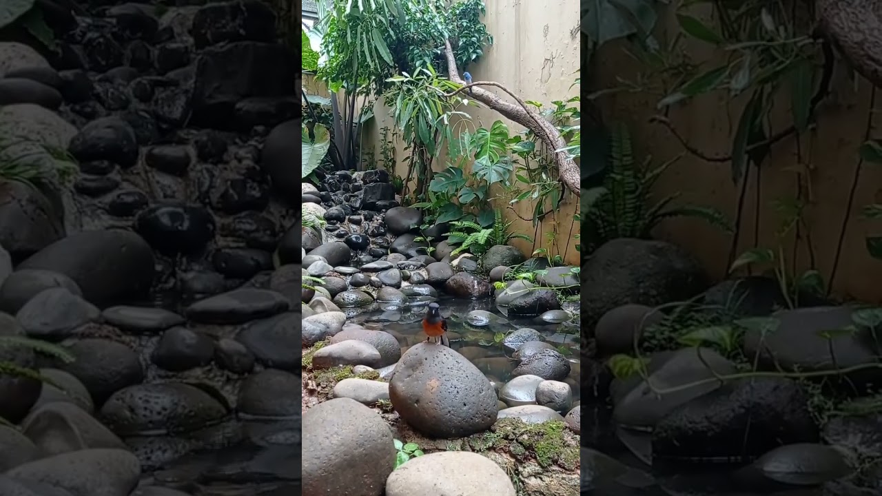 aviary mini 