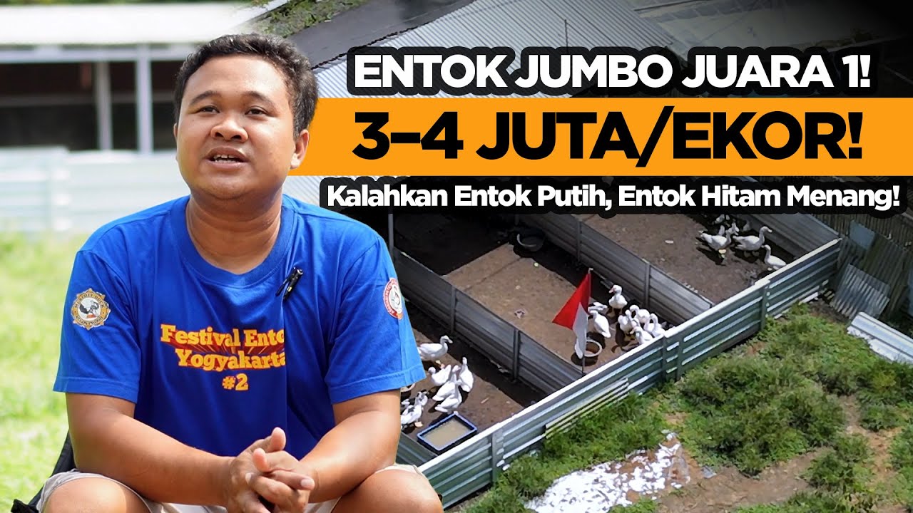 Ikut Kontes Iseng, Malah Juara 1! Kisah Inspiratif Peternak Entok Jumbo dari Sleman