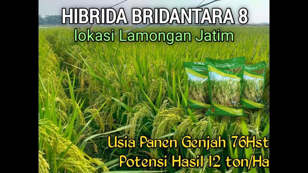 Padi Hibrida Bridantara 8 Lokasi Lamongan Jatim