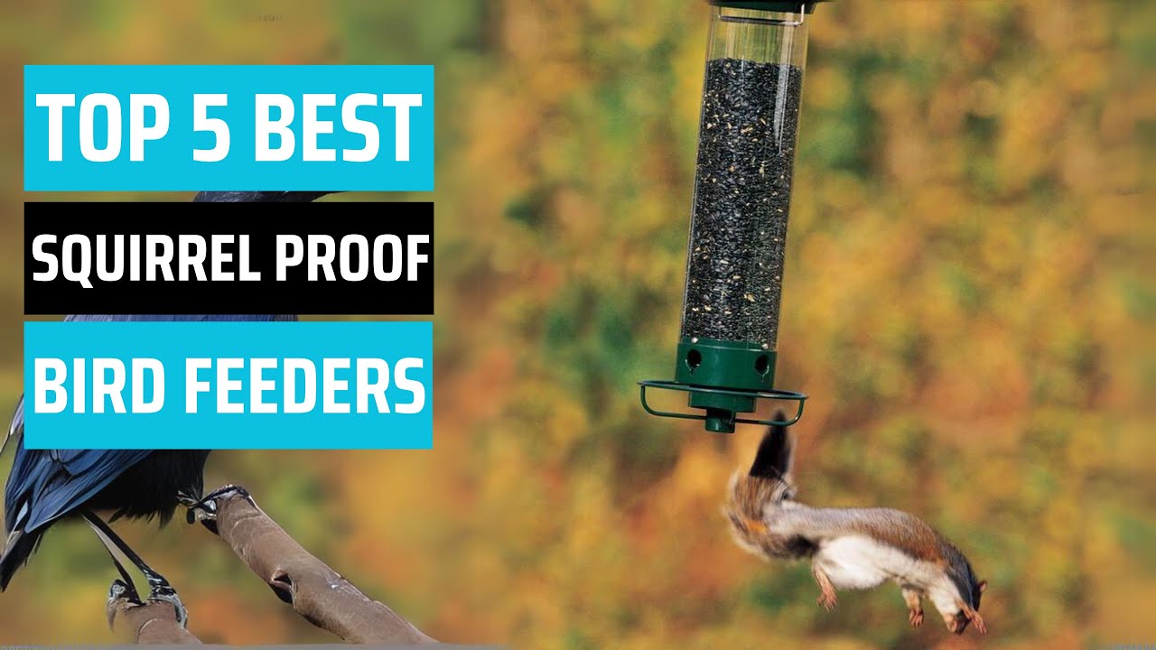 Best Squirrel Proof Bird Feeder 2025 - [don’t buy one before watching this]