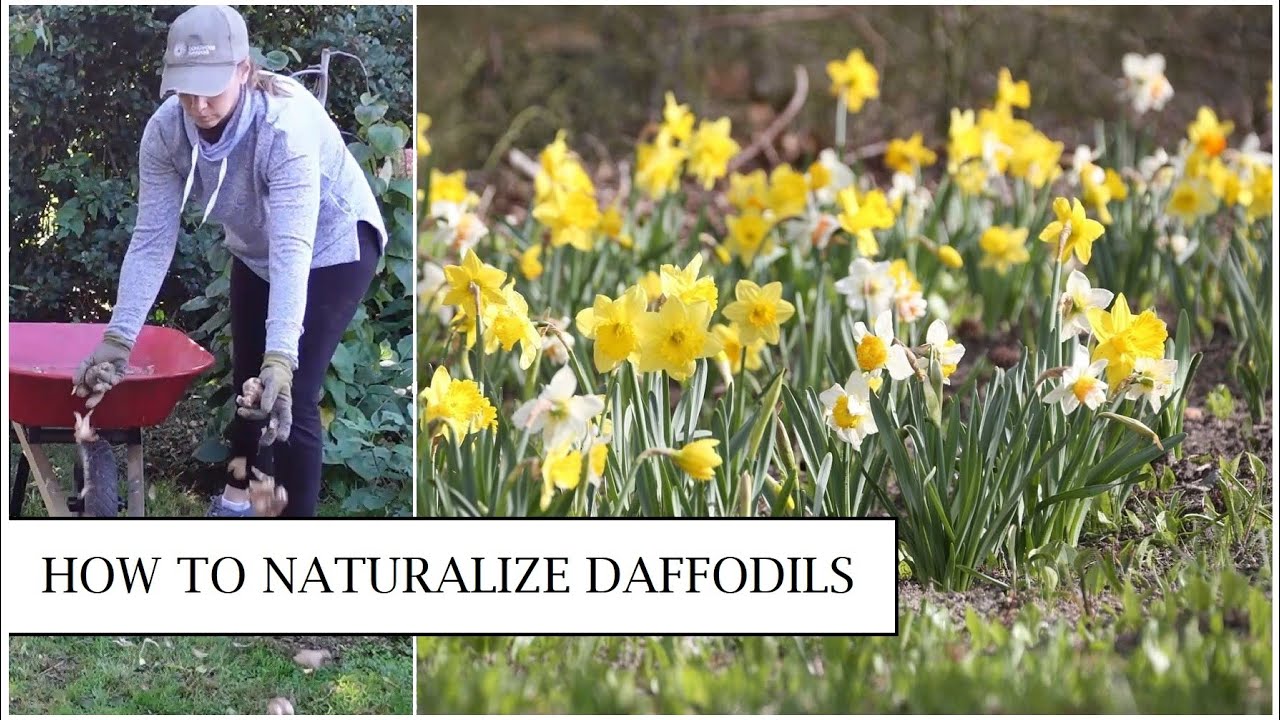 How to Naturalize Daffodils in the Lawn // Planting Narcissus in Grass // Northlawn Flower Farm