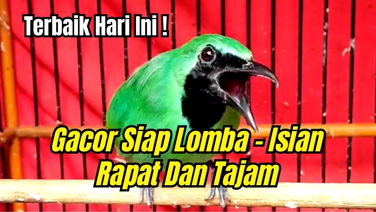 🔴 KOMPILASI CUCAK IJO GACOR TERBAIK HARI INI🔥 CUCAK IJO GACOR SIAP LOMBA – ISIAN RAPAT DAN TAJAM ❗❗
