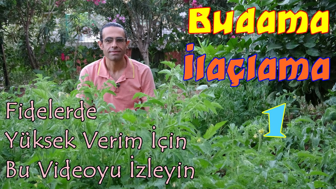Gelişim Döneminde Fide Bakımı (Budama, İlaçlama, Gübreleme, Çapalama, Sulama) 1.Bölüm
