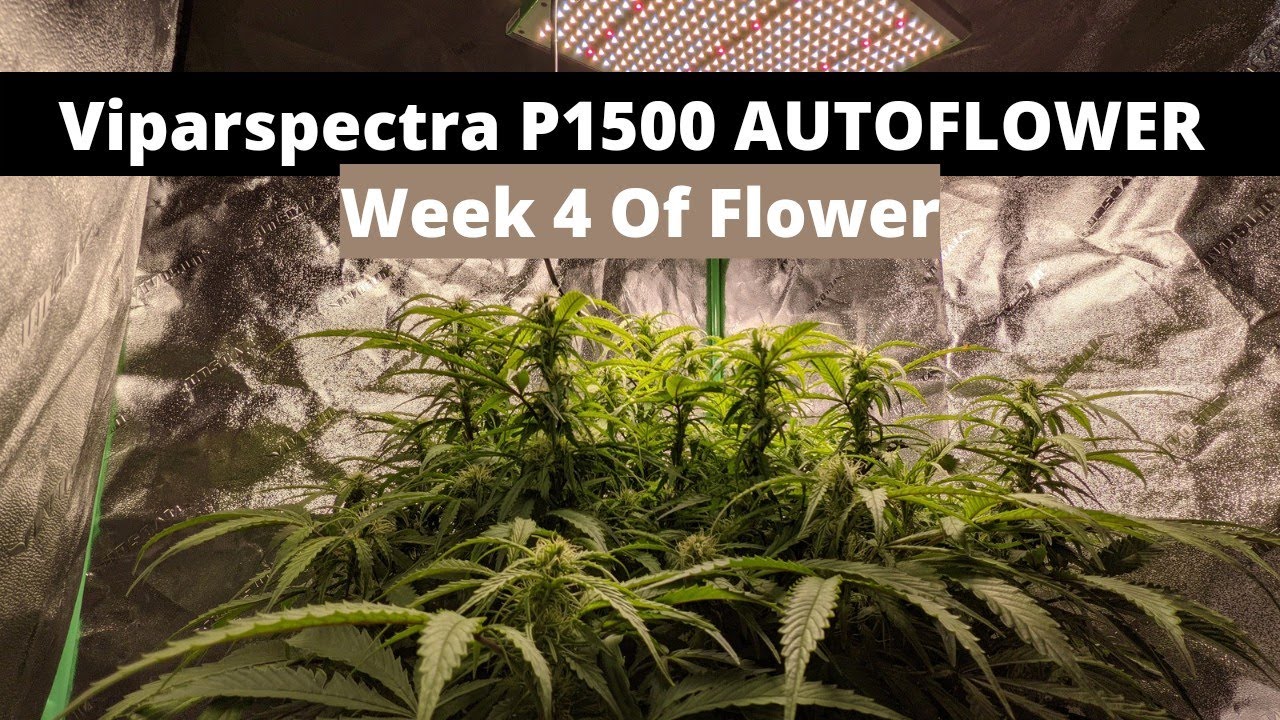 Week 4 Of Flower | Blue Diesel Autoflower | DWC | 24/0