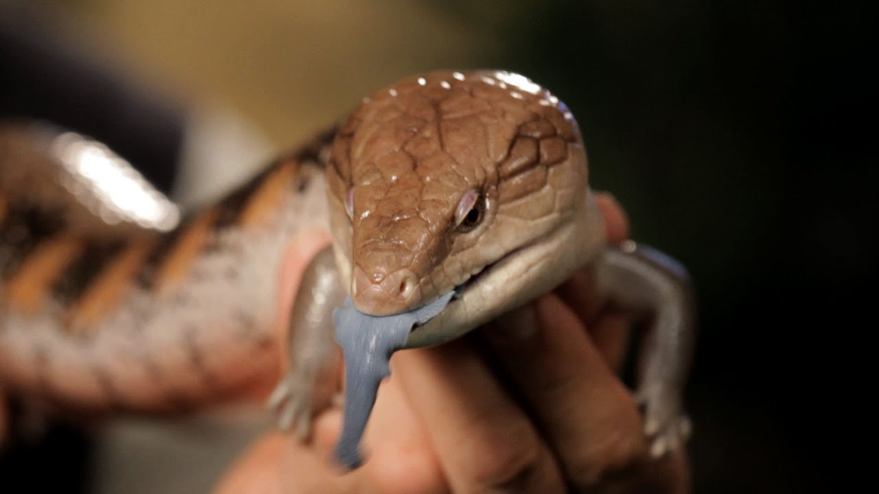 6 Cool Facts about Blue-Tongued Skinks | Pet Reptiles