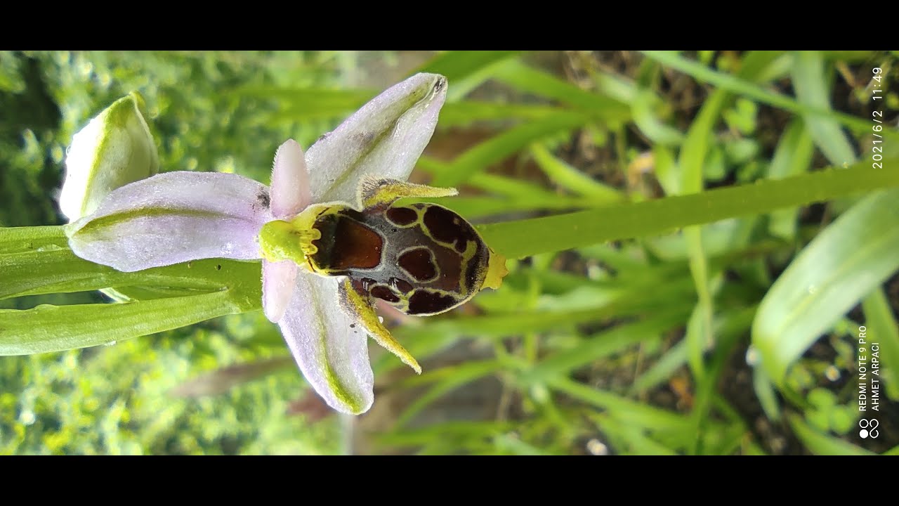 ophrys Apifera (arı salebi)