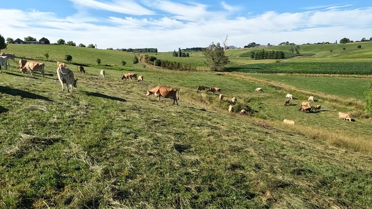 A Good Green Start To 2024! Too Much Maize?? A New Pit?? Silage In January