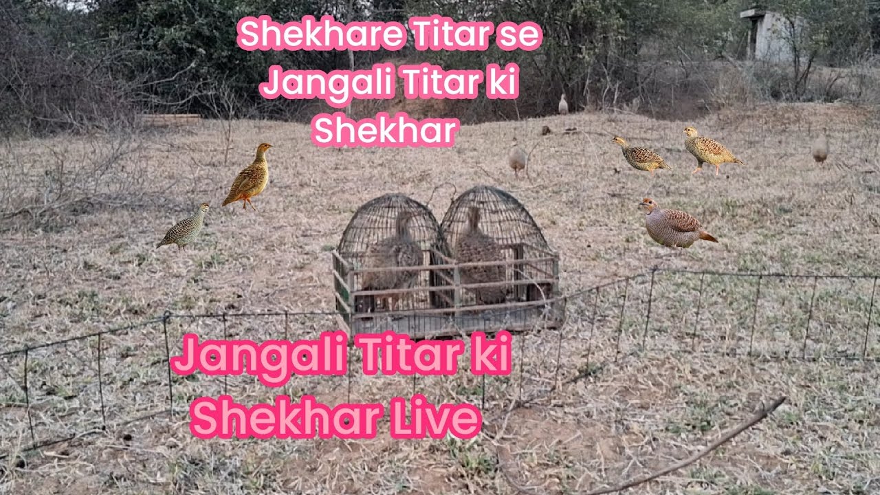 Shekhare Titar se Jangali Titar pakdne ka tareeka Jangali Titar ki Shekhar 