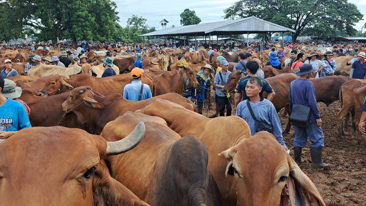 ตลาดนัดบ้านหัน ชมคลิปเต็มยาวๆ(ไม่ตัดต่อ)ครับ