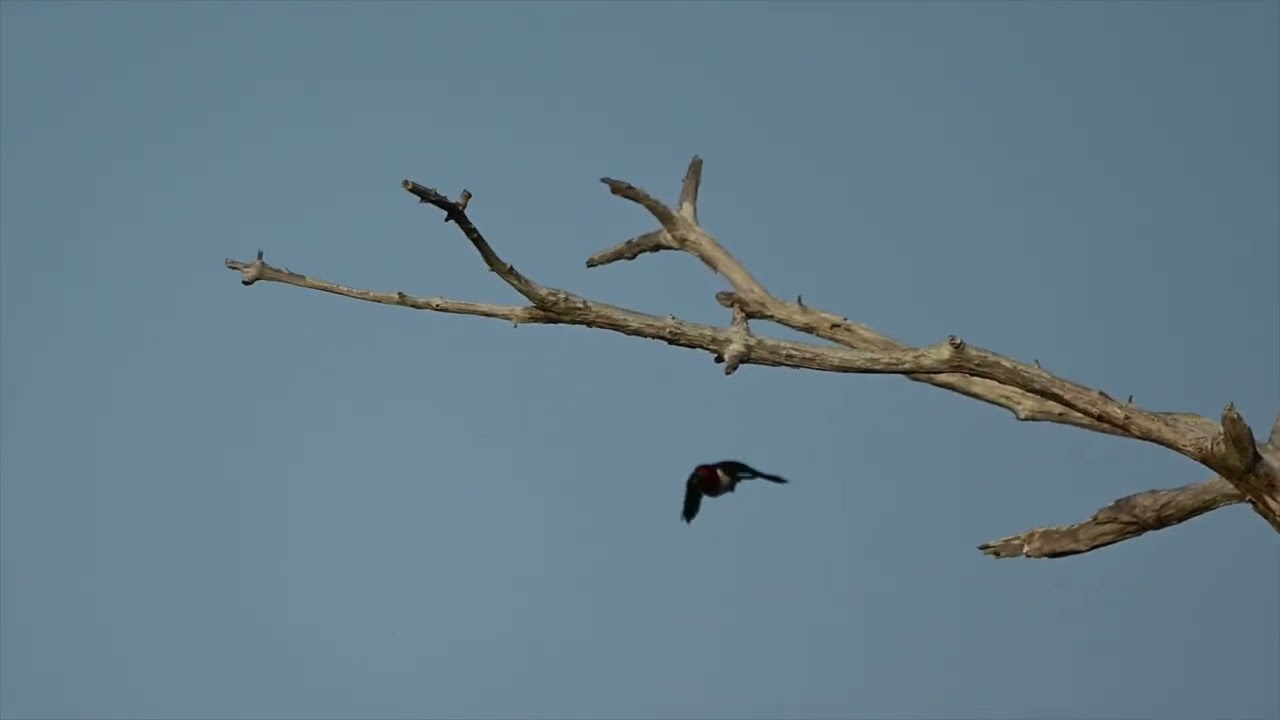 redheaded woodpecker in flight
