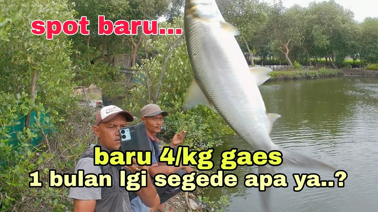 Tester spot mujaer ,bandeng buat Januari#arkhanpetualang 
