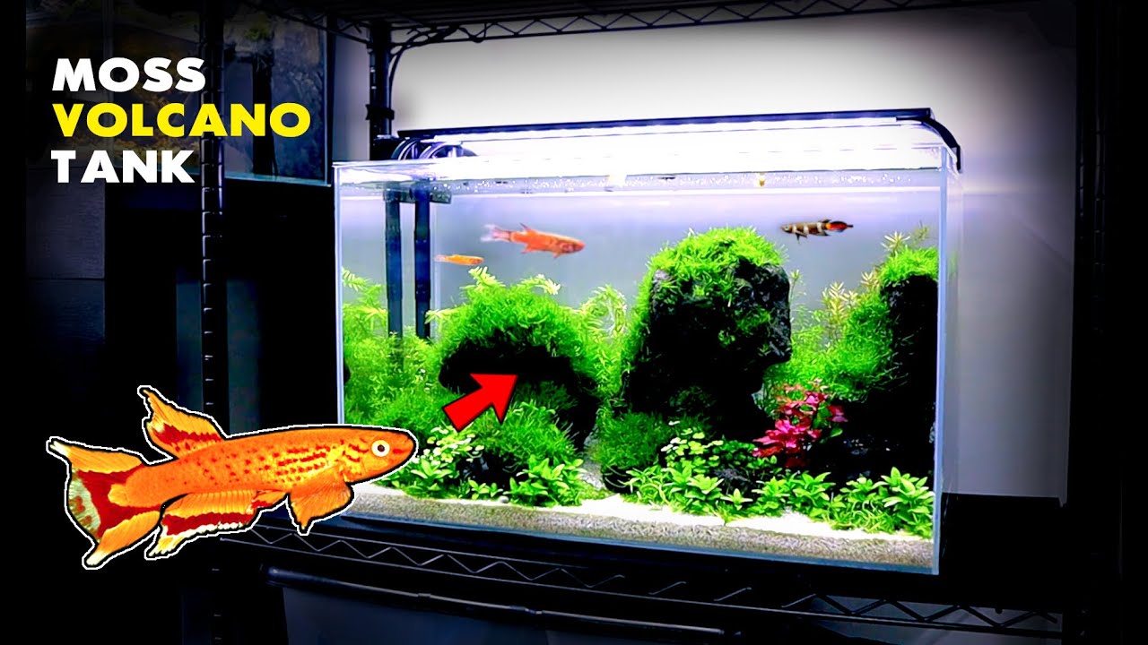 Aquascape Tutorial: Moss VOLCANO Aquarium w/ Killifish (step by step planted tank guide)
