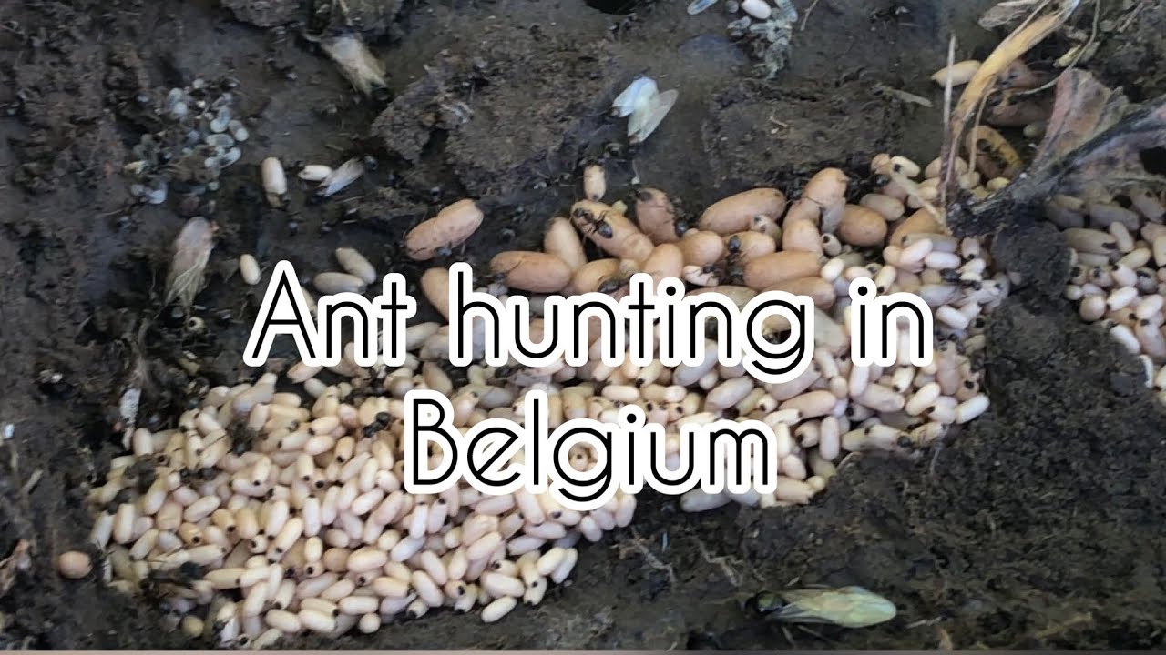Ant hunting in Belgium