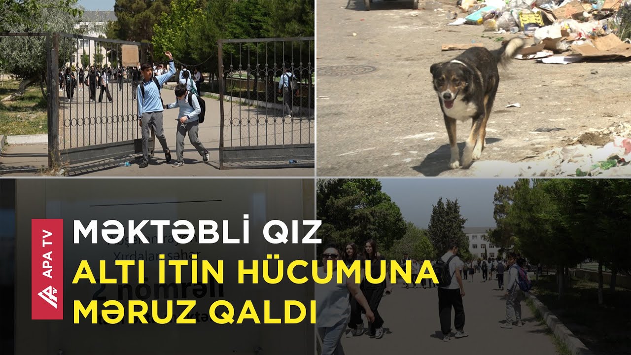 Xırdalanda dəhşət: İtlər şagirdi məktəbin həyətində dişlədi - APA TV