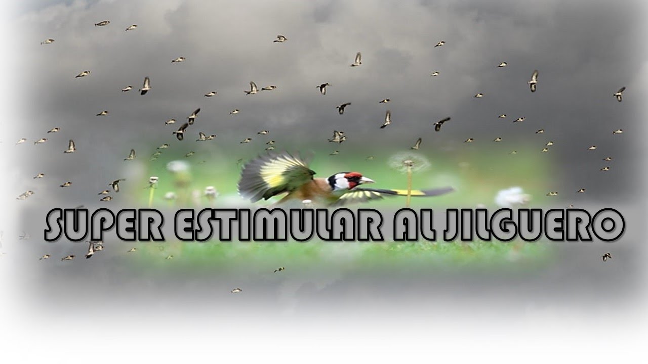 SUPER ESTIMULAR AL JILGUERO