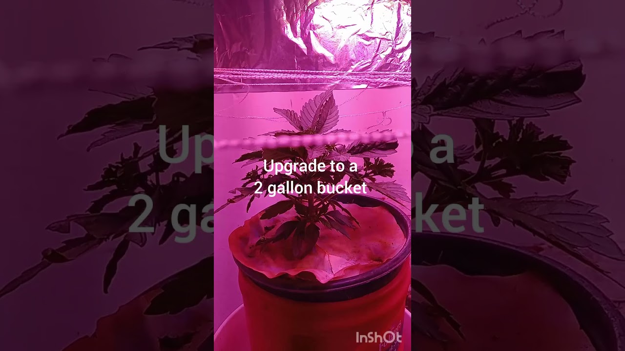 How To Grow Mickey Kush