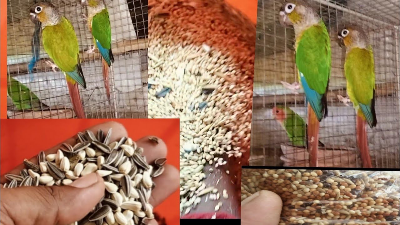 Seed mix of Parrots & Conures before & after Breeding😍😍 // seed mix for birds/conure breeder
