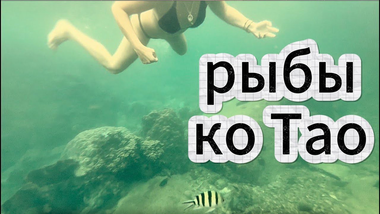 РЫБЫ КО ТАО | снорклинг на тайских островах