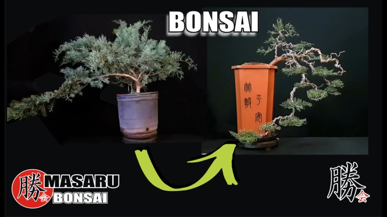 COMO DISEÑAR UN BONSAI CASCADA  | DESDE UN JUNIPERO DE VIVERO - HOW TO MAKE A bonsai tree