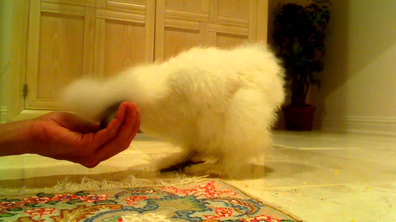 Sookie white silkie chickens  smarter than some dogs GO VEGAN