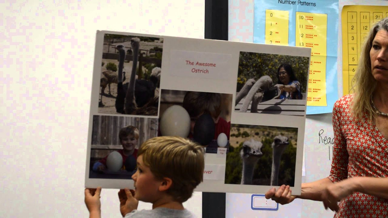 Cash's 1st Grade Ostrich Report