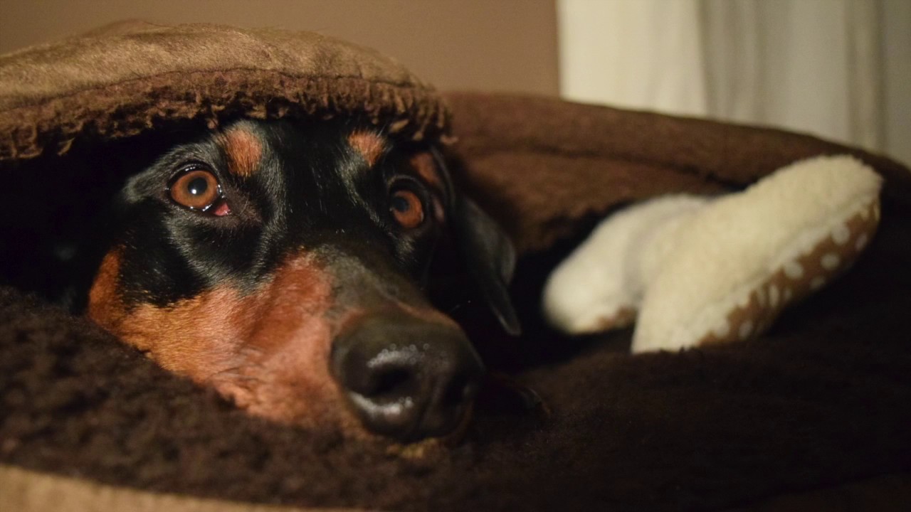 Deutscher Pinscher Amelie: Amelie ist Müde