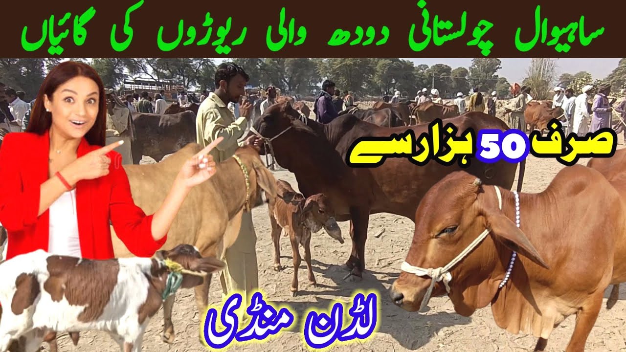 Sahiwal Cholistani Milking Cow Very Low Rats In Luddan Cattle Market / Luddan Mandi.PK