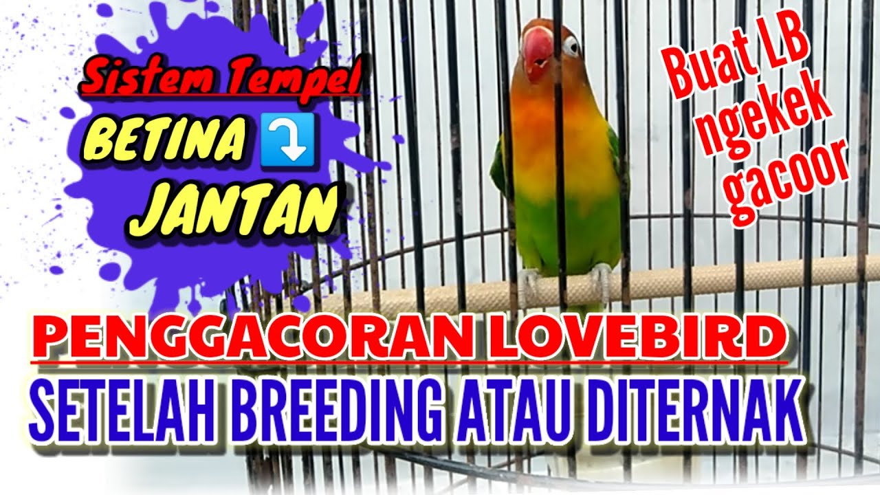 Penggacoran Lovebird setelah di ternak atau di breeding dengan SISTEM TEMPEL