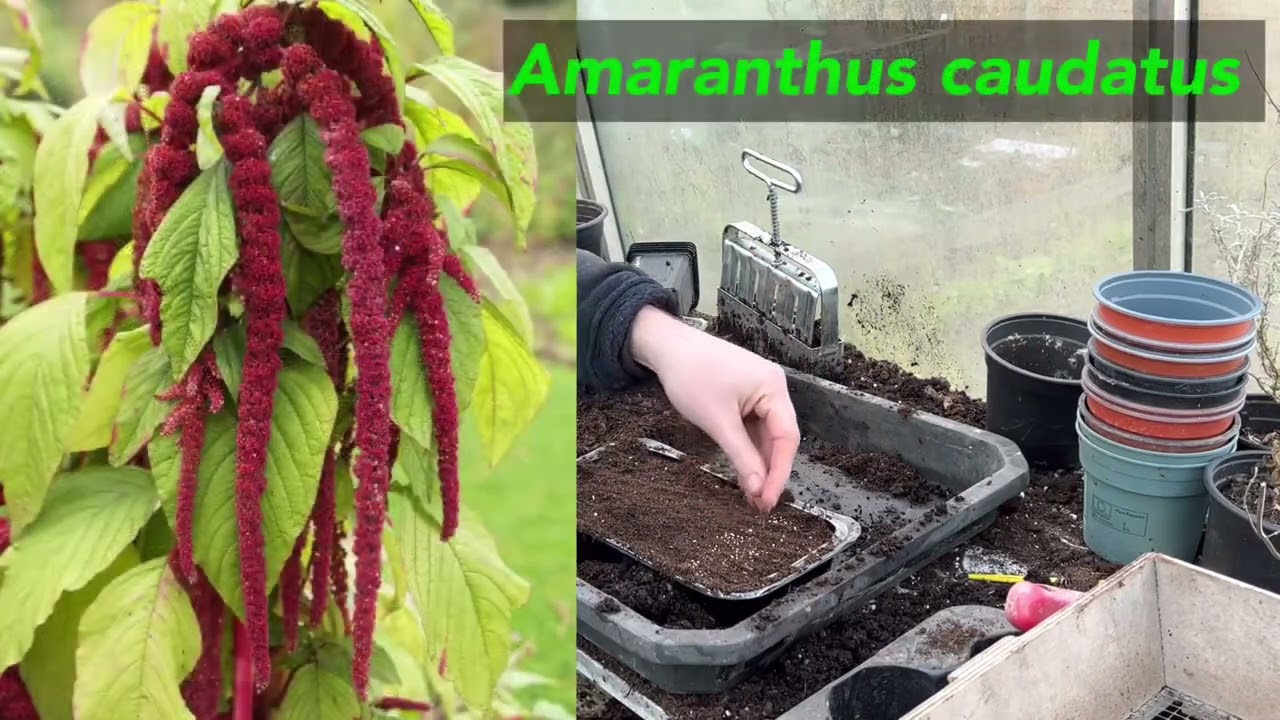 Au potager fin mars, quels semis? N’oubliez pas les fleurs annuelles!