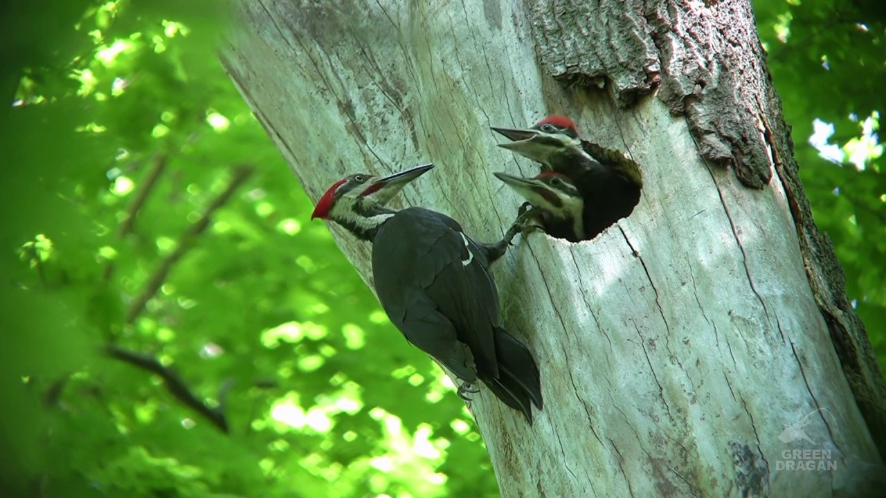 Pileated Woodpecker feeding young HD